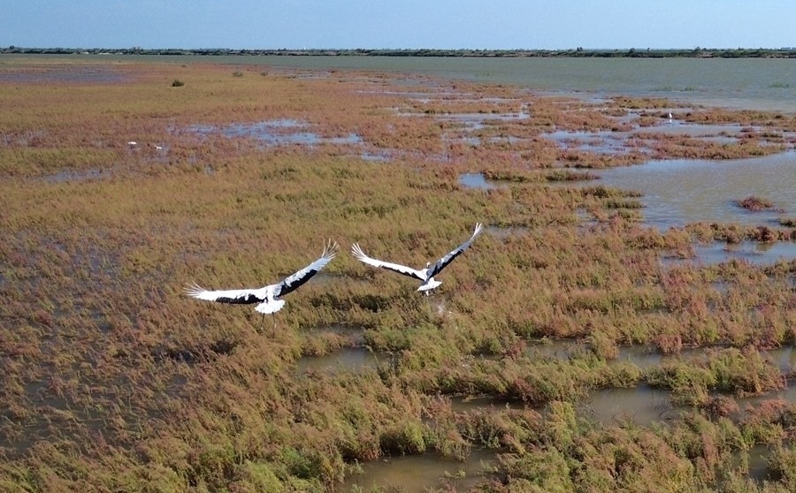 2024年8月28日，丹頂鶴在黃河三角洲國家級(jí)自然保護(hù)區(qū)展翅翱翔（無人機(jī)照片）。新華社記者 徐速繪 攝