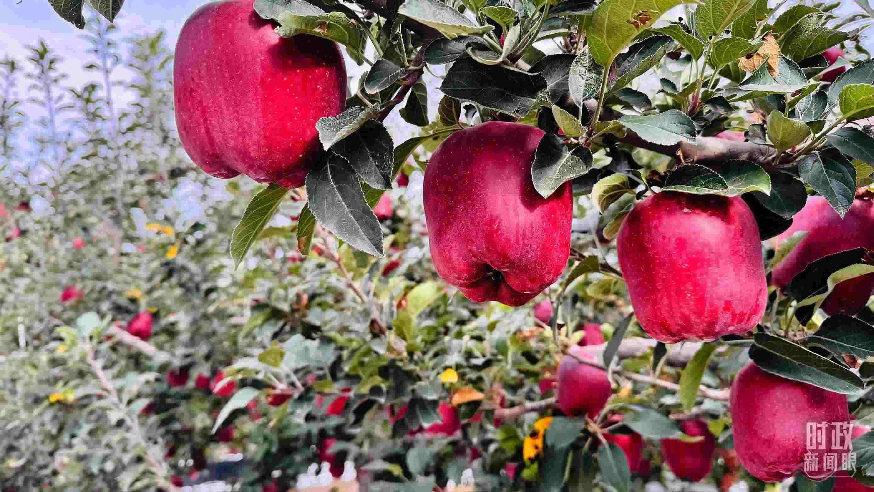 △ 麥積區(qū)南山花牛蘋(píng)果基地。（總臺(tái)央視記者黎兵拍攝）