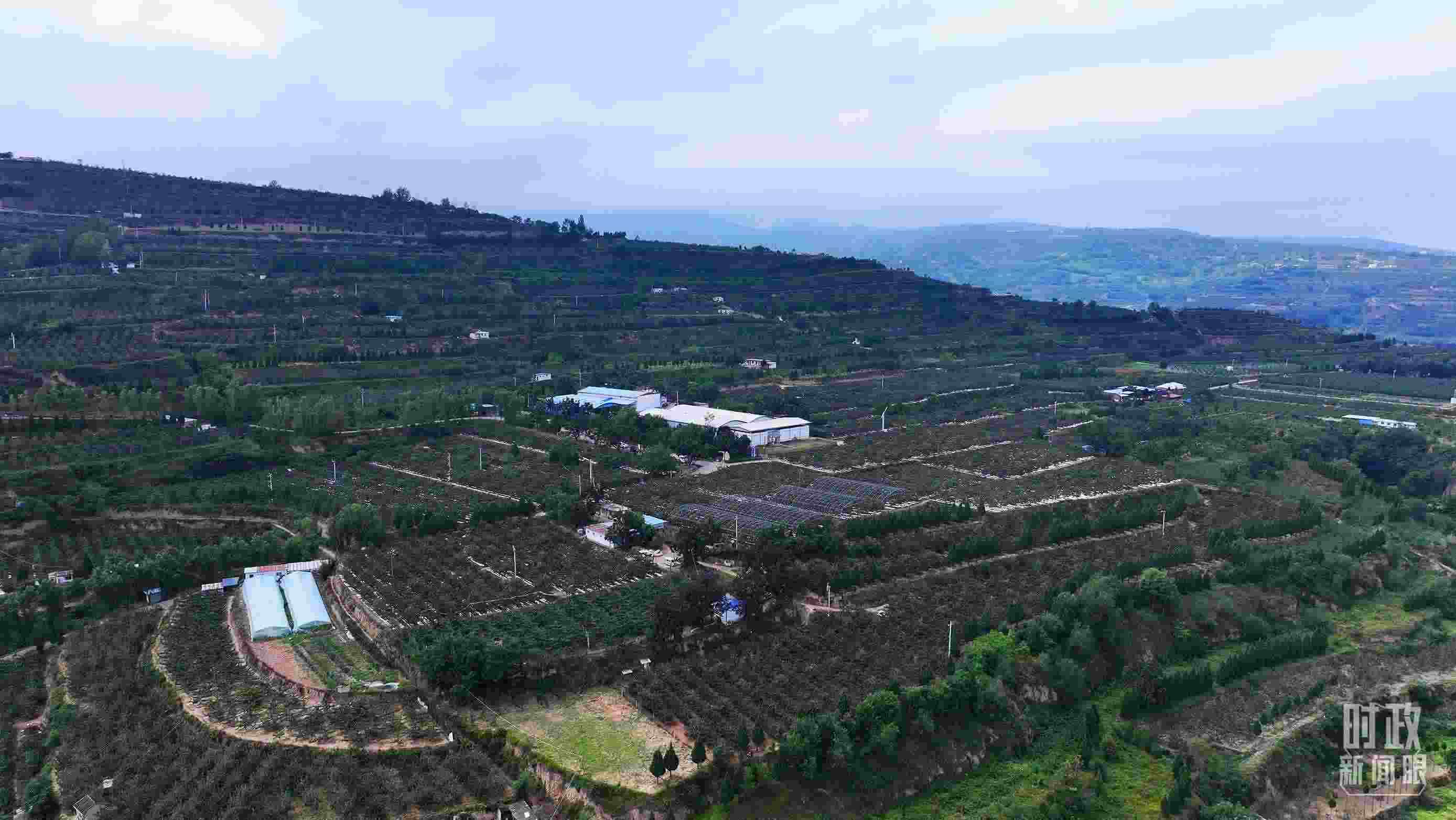 △ 麥積區(qū)南山花牛蘋(píng)果基地。（總臺(tái)央視記者范凱拍攝）