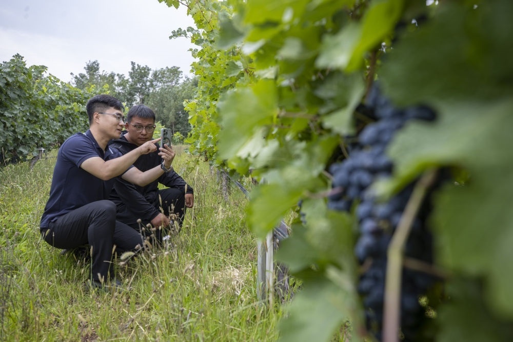 2024年8月15日，技術(shù)人員（左）和工作人員在寧夏銀川市西夏區(qū)的一個葡萄園工作。為推動黃河流域生態(tài)保護(hù)和高質(zhì)量發(fā)展先行區(qū)建設(shè)，銀川市積極打造高標(biāo)準(zhǔn)葡萄園，借助各種傳感器監(jiān)測釀酒葡萄的生長狀態(tài)，實(shí)現(xiàn)精準(zhǔn)灌溉，從而高效節(jié)約黃河水。