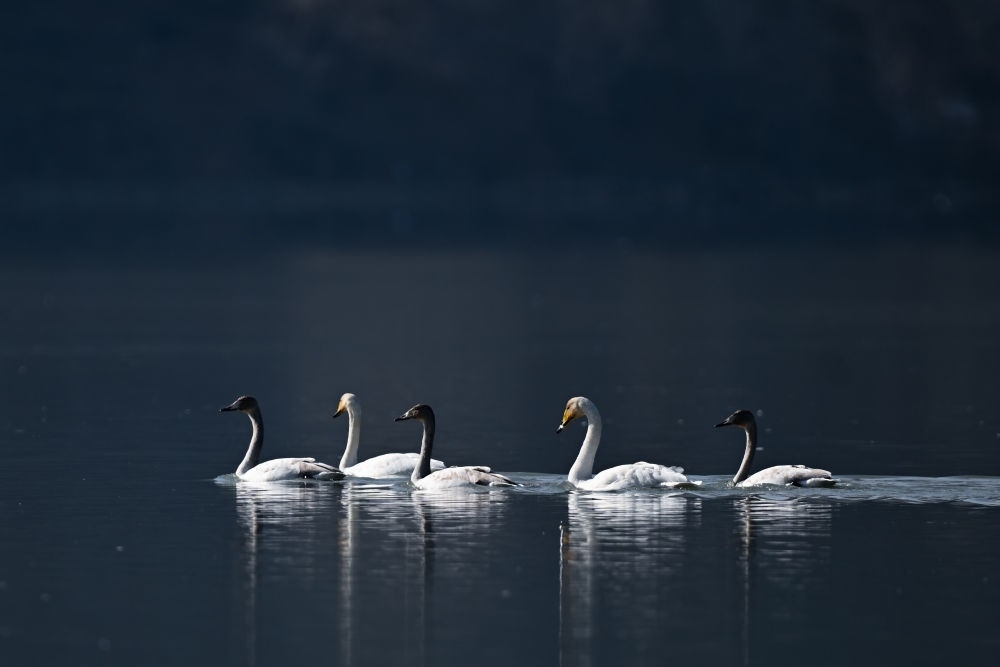 2023年11月30日，天鵝在青海省海東市化隆回族自治縣群科鎮(zhèn)境內(nèi)的黃河上游弋。近年來，青海省加大力度保護(hù)治理境內(nèi)黃河流域，改善當(dāng)?shù)厣鷳B(tài)環(huán)境，為越冬候鳥提供良好棲息地。