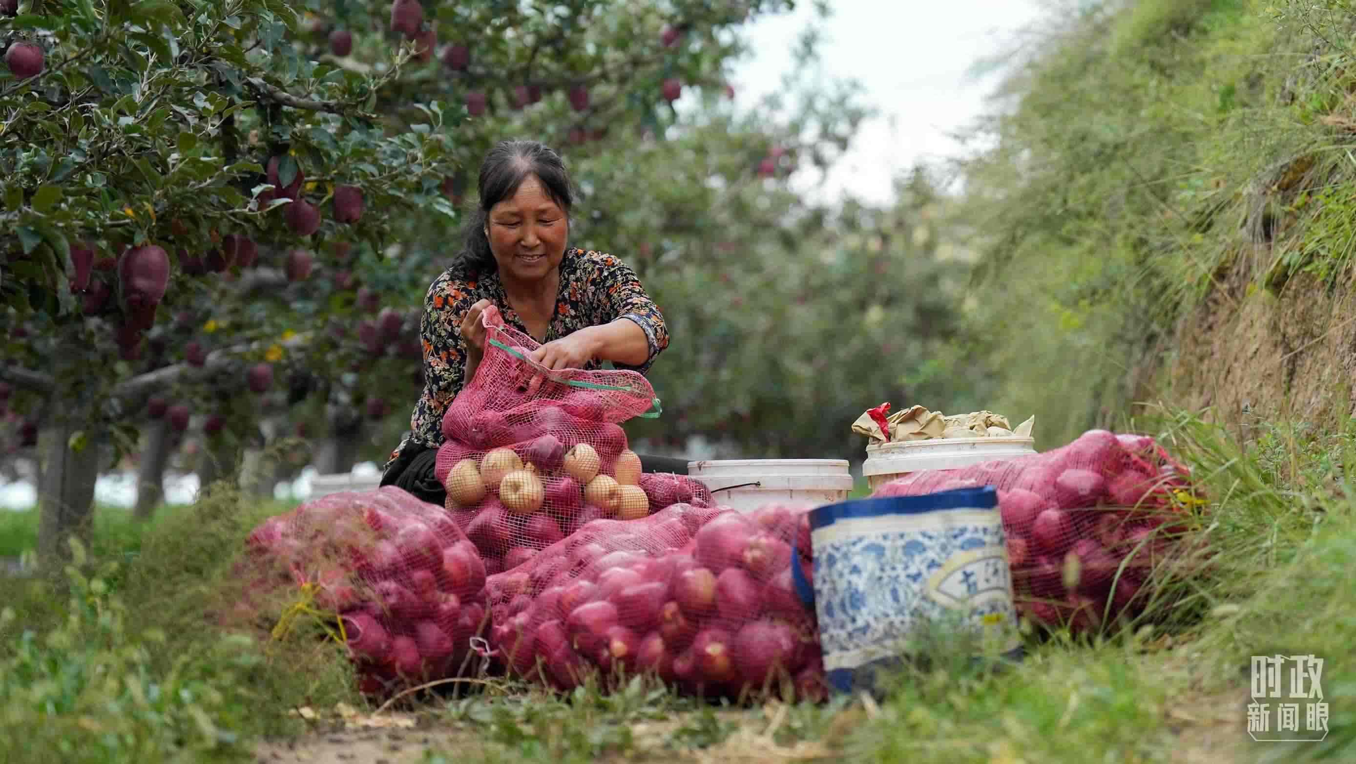 △南山花牛蘋果基地在2023年帶動9000多戶村民實現增收。（總臺國廣記者李晉拍攝）