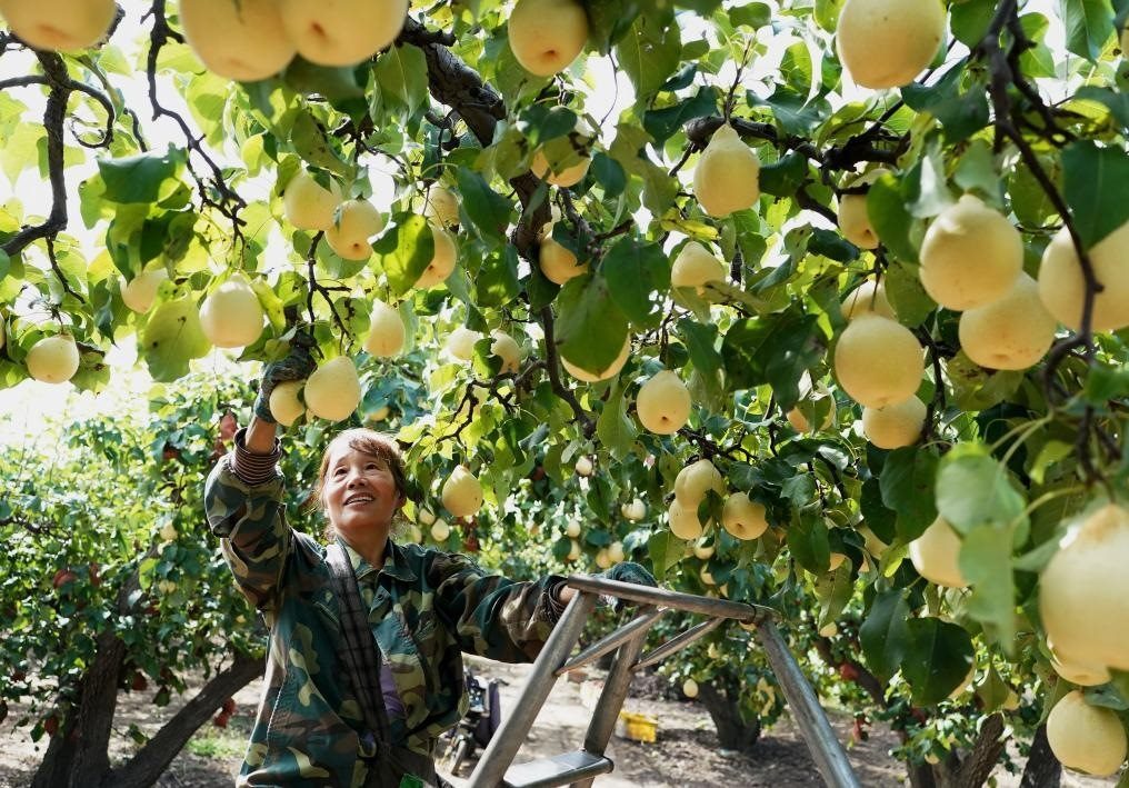 9月13日，河北省晉州市的農(nóng)民在果園采摘鴨梨。新華社記者楊世堯 攝