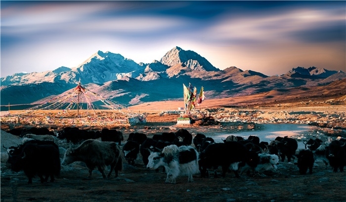 雅拉雪山上的牦牛群。蕭旺擺攝