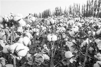 圖為新疆阿克蘇棉田。新研究揭示了GhEXL3基因調(diào)控棉纖維伸長的分子機(jī)制，為棉纖維品質(zhì)遺傳改良提供了重要理論依據(jù)。視覺中國供圖
