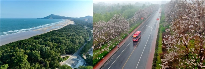 拼版照片：左圖為位于東山縣金鑾灣沿岸的木麻黃防護林帶（無人機照片，新華社記者 姜克紅 攝）；右圖為2021年4月20日在蘭考縣焦裕祿干部學(xué)院附近拍攝的泡桐花（無人機照片，新華社記者 郝源 攝）。