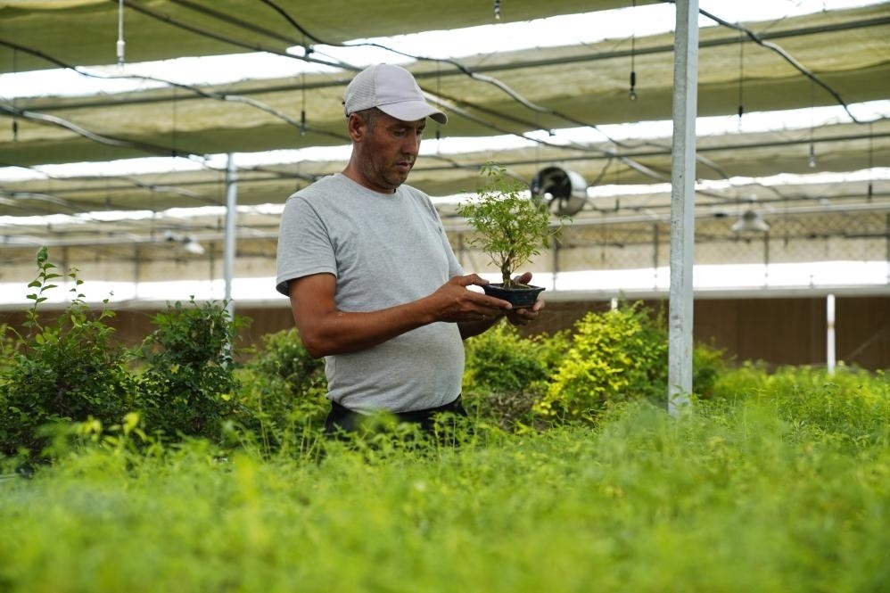 7月28日，在烏茲別克斯坦錫爾河州的上合組織農(nóng)業(yè)基地中烏現(xiàn)代農(nóng)業(yè)科技示范園，工作人員檢查盆栽植物。新華社發(fā)（扎法爾攝）