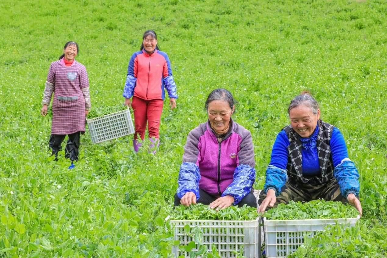 在四川省阿壩藏族羌族自治州馬爾康市馬爾康鎮(zhèn)納足村，當季蔬菜喜獲豐收，群眾正在忙著采收、裝箱供應市場。來源：人民圖片