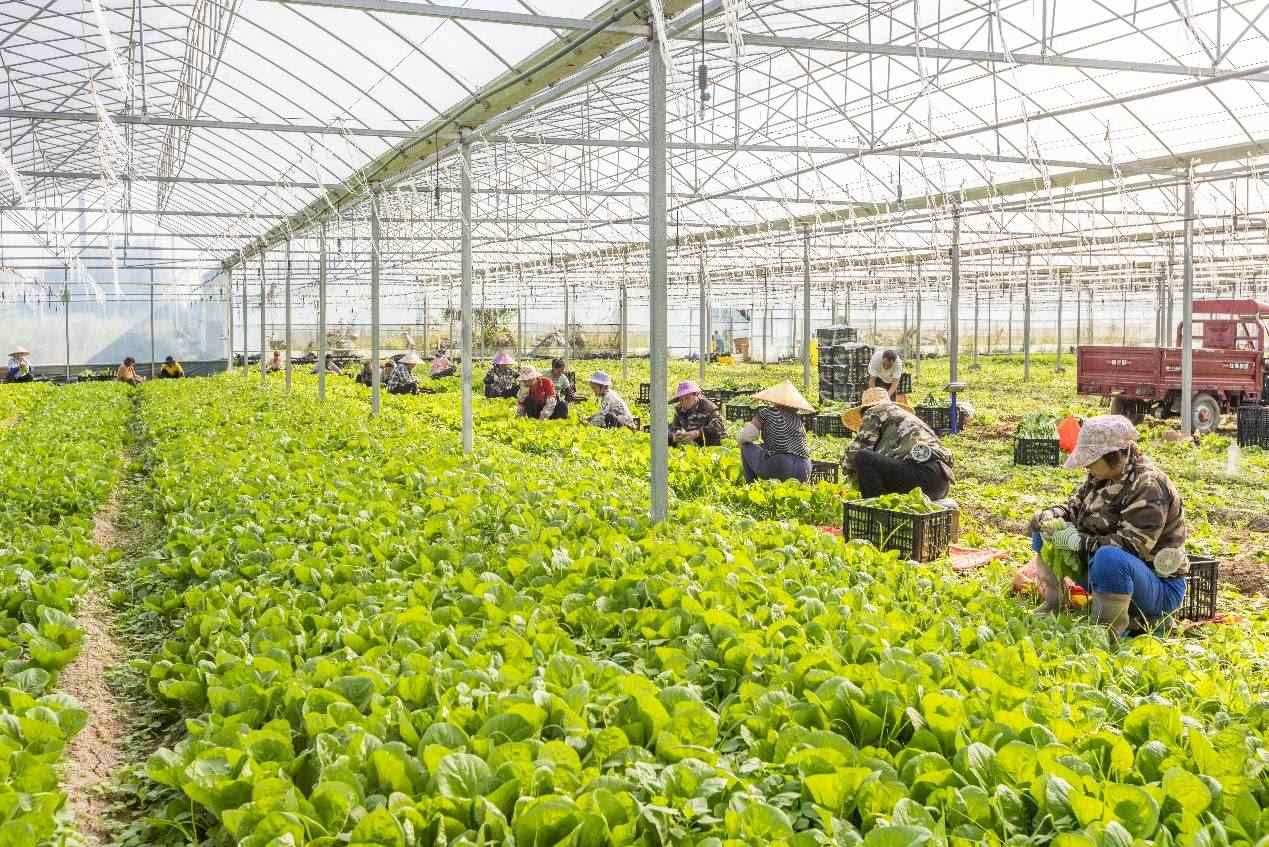 2024年10月8日，在廣西梧州市蒙山縣文圩鎮(zhèn)大明村一個大棚蔬菜基地內，民工在采摘、包裝包心菜，準備運銷外地。來源：人民圖片