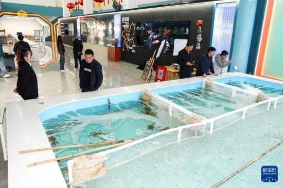 9月20日，游客在吉林省琿春市的帝王蟹保稅店內(nèi)選購帝王蟹。新華社記者 許暢 攝