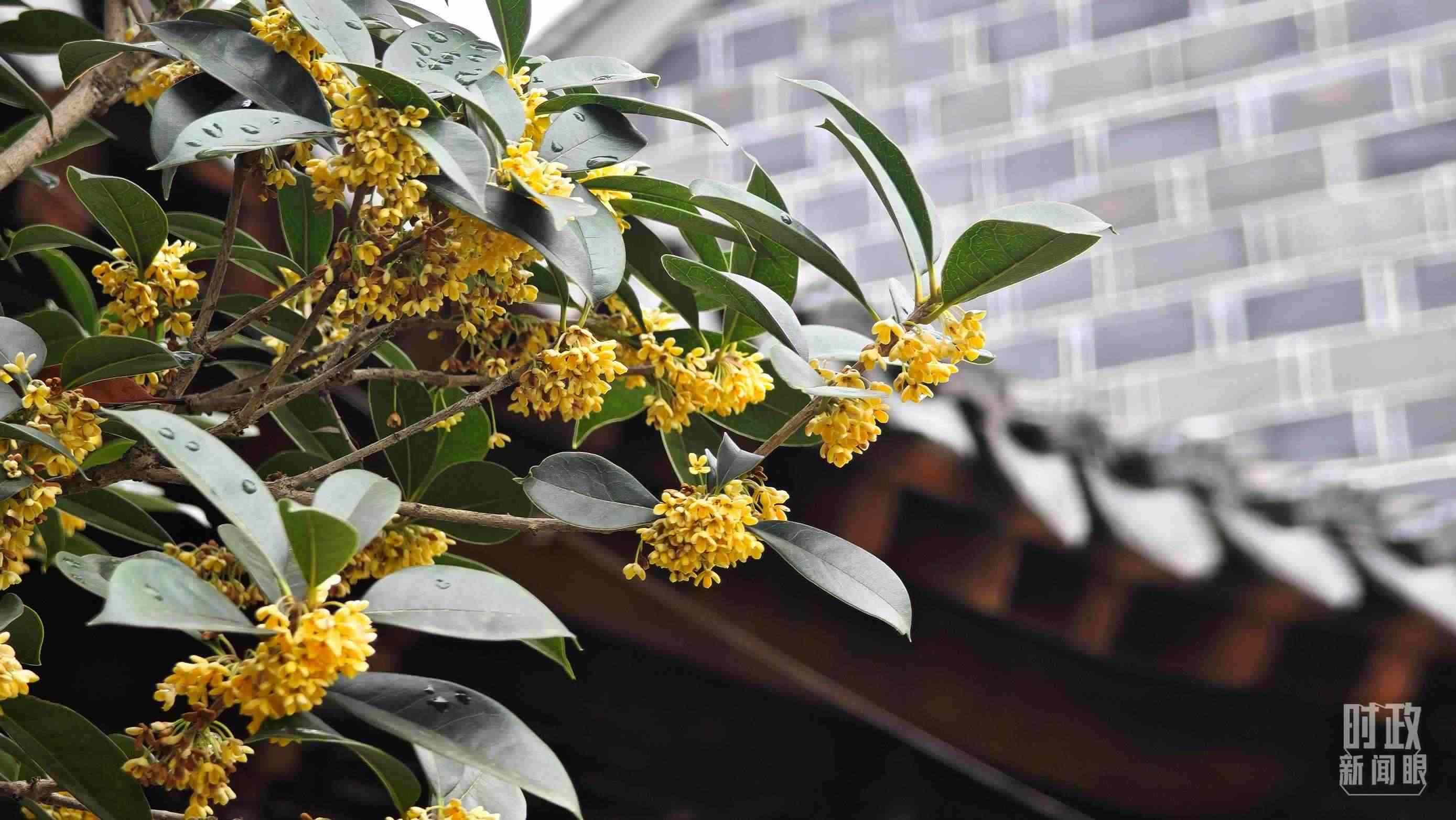 △六尺巷。（總臺(tái)央視記者趙化、彭漢明拍攝）