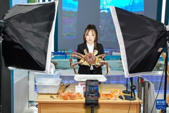 9月20日，在吉林省琿春市的帝王蟹保稅店內(nèi)，工作人員進(jìn)行網(wǎng)絡(luò)直播售賣帝王蟹。新華社記者 許暢 攝
