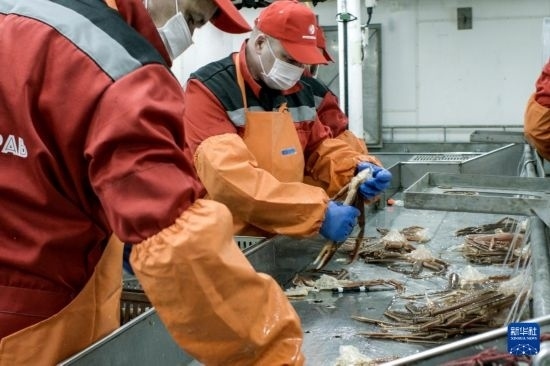 俄羅斯蟹業(yè)集團(tuán)的工作人員在生產(chǎn)線上加工產(chǎn)品（資料照片）。新華社發(fā)（俄羅斯蟹業(yè)集團(tuán)供圖）