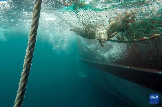 這是俄羅斯蟹業(yè)集團(tuán)的捕撈船進(jìn)行遠(yuǎn)洋捕撈的資料照片。新華社發(fā)（俄羅斯蟹業(yè)集團(tuán)供圖）