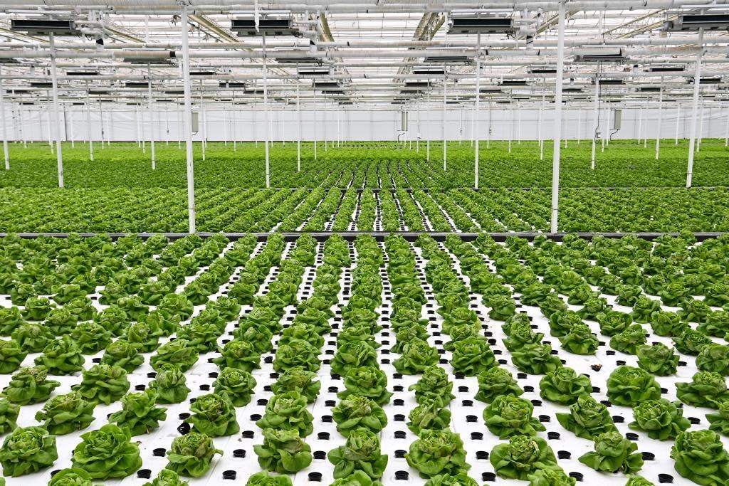 10月26日，楊凌智慧農(nóng)業(yè)示范園智慧溫室內(nèi)通過無土栽培技術(shù)種植的蔬菜。新華社記者 鄒競一 攝