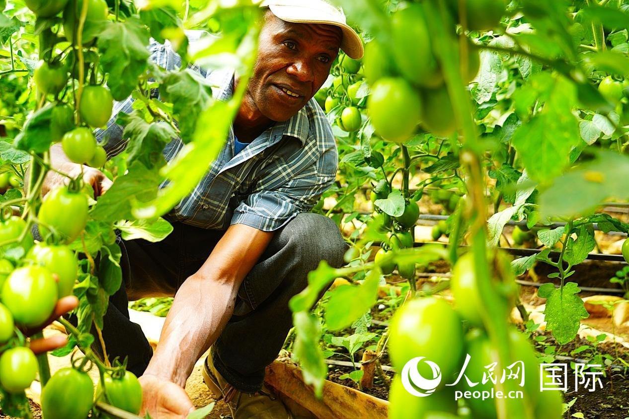 肯尼亞納庫魯郡，當(dāng)?shù)剞r(nóng)民喬納·卡蘭賈家的溫室大棚里，番茄長勢喜人。人民網(wǎng)記者 黃煒鑫攝