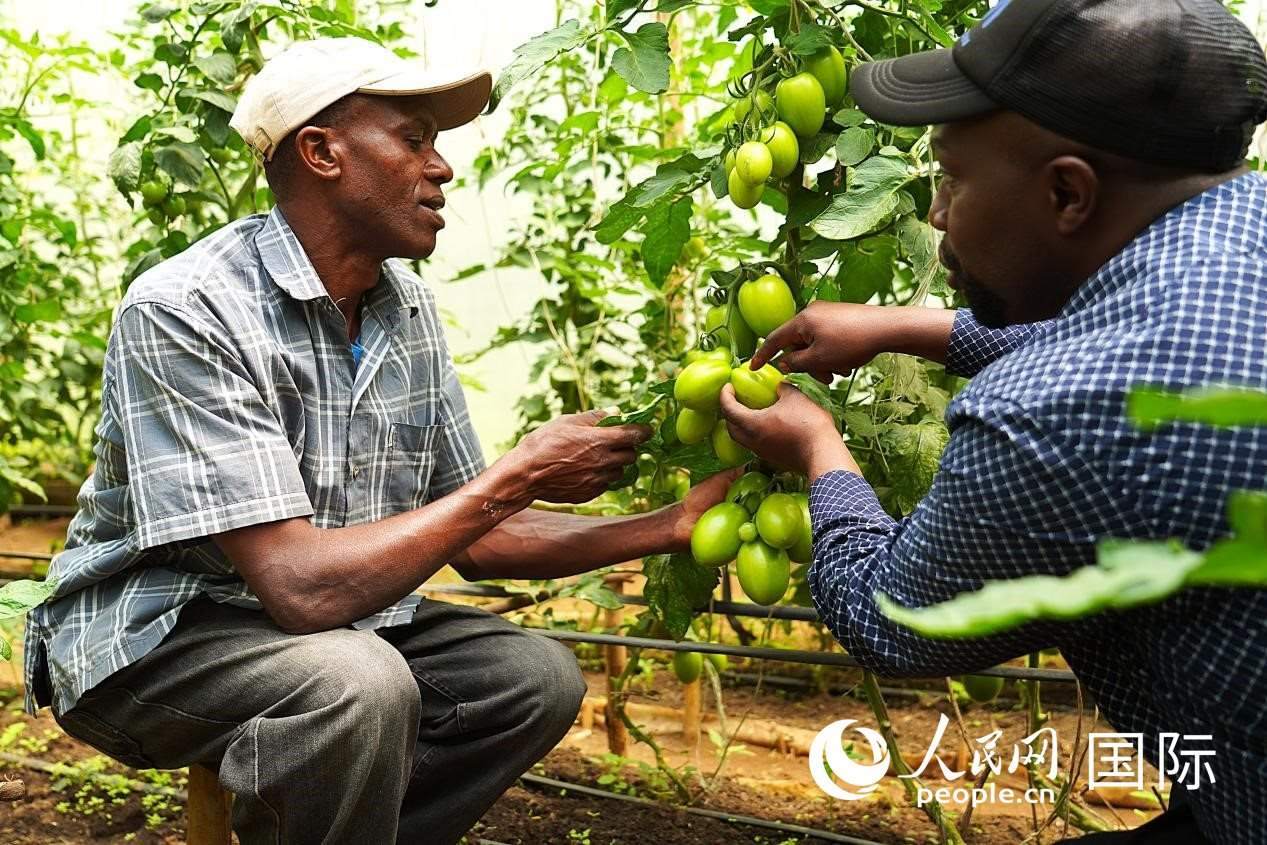 肯尼亞納庫魯郡，埃格頓大學(xué)園藝學(xué)專家史蒂芬·吉藤古在溫室大棚里指導(dǎo)當(dāng)?shù)剞r(nóng)民喬納·卡蘭賈種植番茄。人民網(wǎng)記者 黃煒鑫攝
