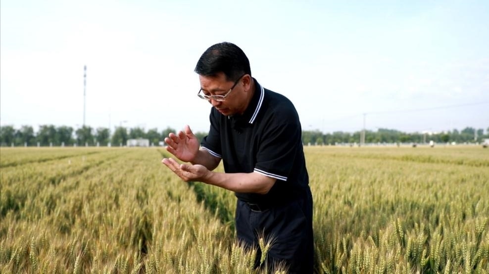 張福鎖在曲周查看小麥長勢。受訪者供圖