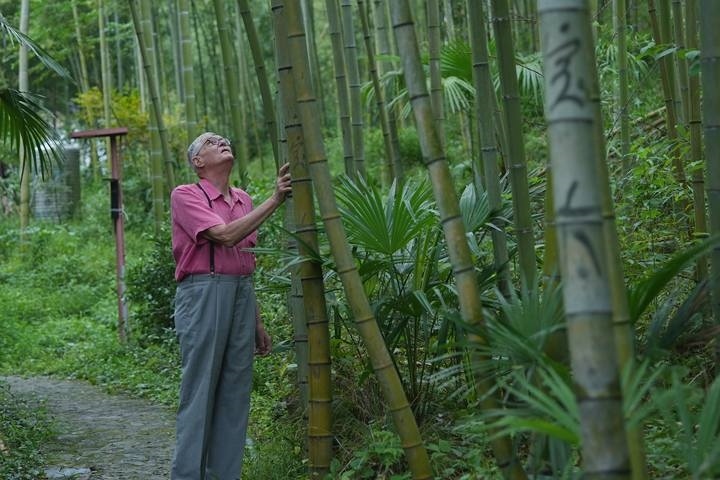 奈斯在莫干山的竹林里散步。