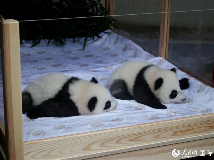 柏林動物園的明星“夢好”與“夢甜”。人民網 肖晶攝