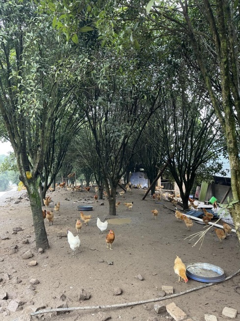 桂花林里的桂飛雞。劉軍國攝