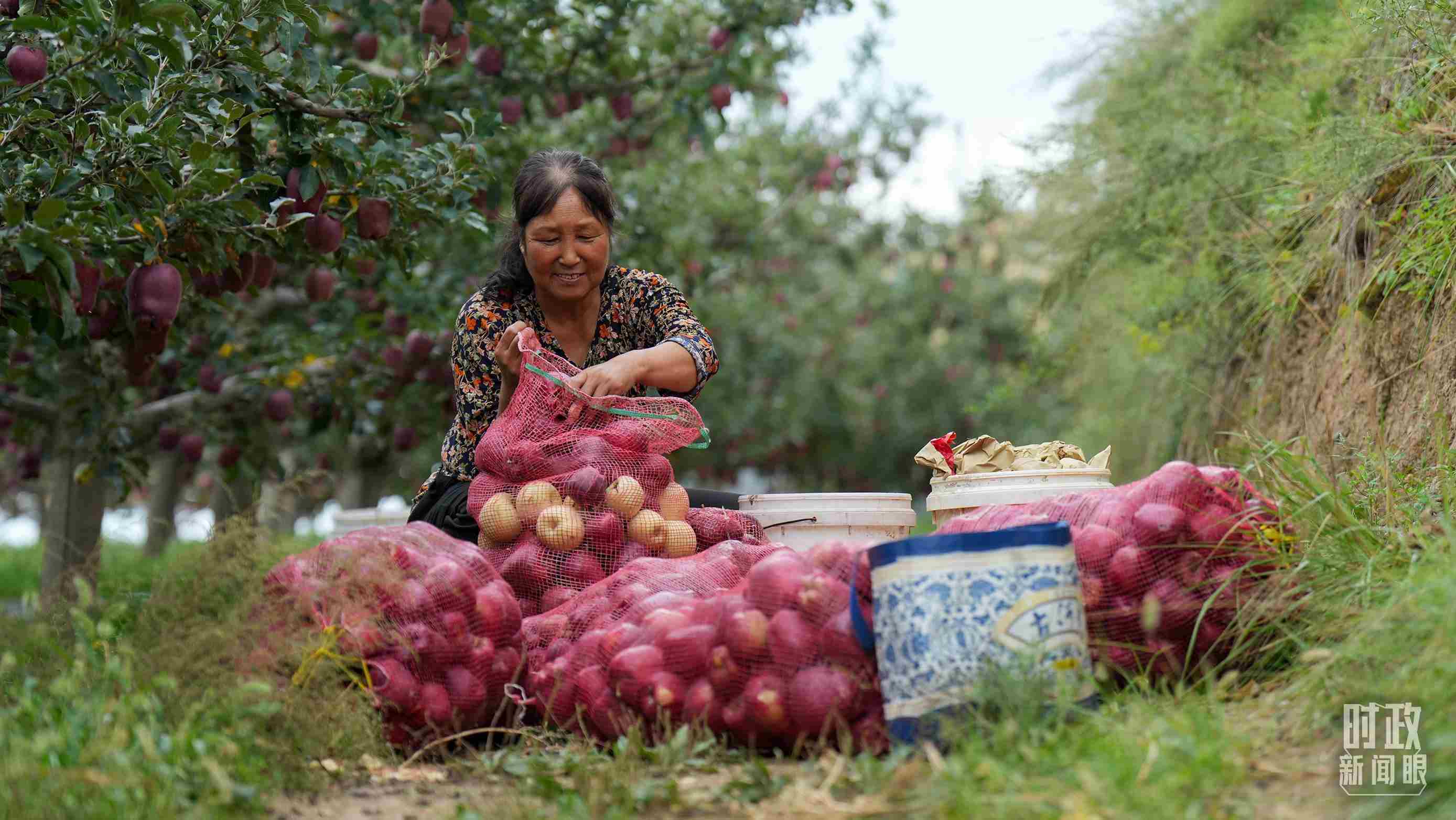 △甘肅天水的花牛蘋果已經(jīng)成為當?shù)厝罕姷摹吧鷳B(tài)果”“致富果”。（總臺記者李晉拍攝）