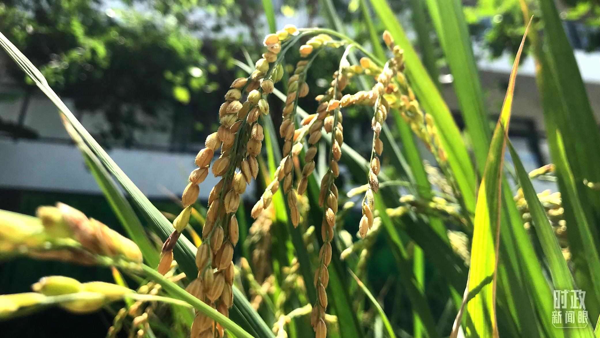 在海南培育的水稻品種。（總臺央視記者石偉明拍攝）