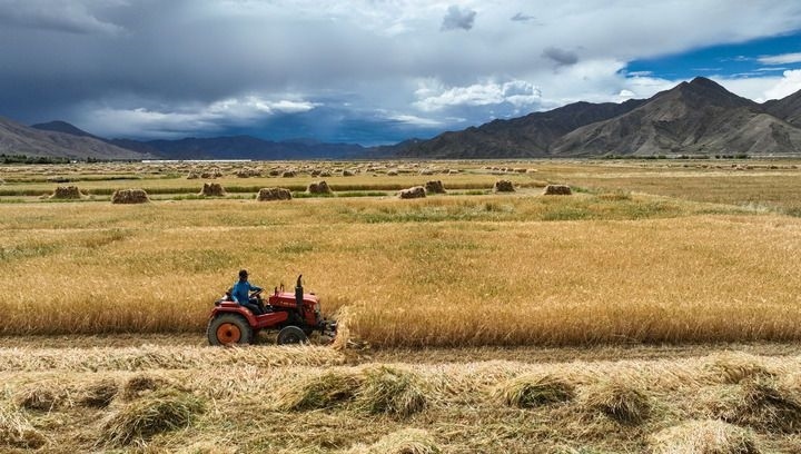 2024年9月10日在西藏日喀則市白朗縣巴扎鄉(xiāng)拍攝的秋收場景（無人機照片）。新華社記者 晉美多吉 攝
