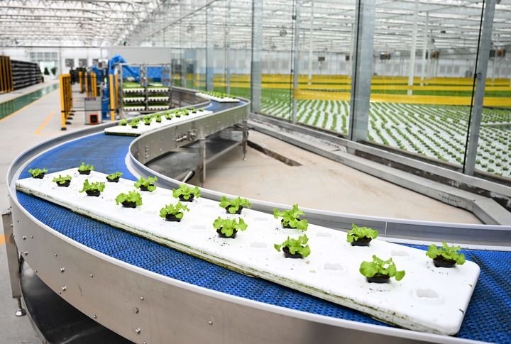 2024年12月12日在內(nèi)蒙古鄂爾多斯市達拉特旗內(nèi)蒙古現(xiàn)代數(shù)字農(nóng)業(yè)科技產(chǎn)業(yè)園拍攝的生菜苗。 新華社記者 貝赫 攝