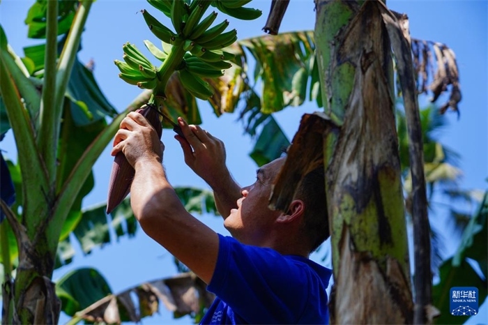 12月23日，中國熱帶農(nóng)業(yè)科學(xué)院專家趙增賢在斯里蘭卡馬坎杜拉為當(dāng)?shù)剞r(nóng)戶做技術(shù)示范。新華社記者 陳冬書 攝