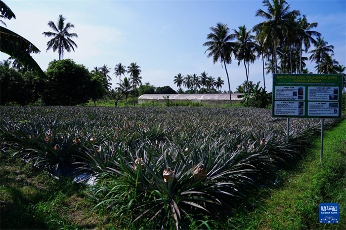 這是12月23日在斯里蘭卡馬坎杜拉拍攝的中國技術(shù)試驗田菠蘿田。新華社記者 陳冬書 攝