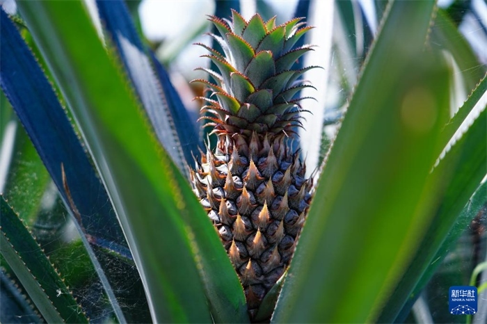 這是12月23日在斯里蘭卡馬坎杜拉拍攝的中國技術(shù)試驗田里的菠蘿。新華社記者 陳冬書 攝