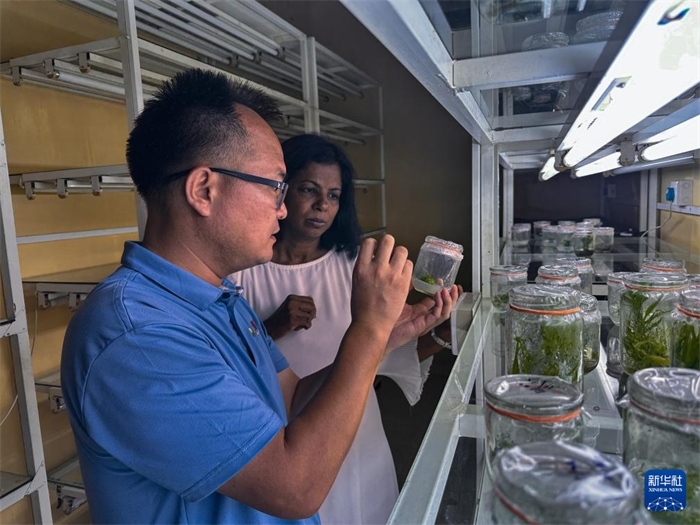 12月23日，在斯里蘭卡馬坎杜拉，中國專家與斯里蘭卡馬坎杜拉可持續(xù)農(nóng)業(yè)與發(fā)展研究中心主任達(dá)莎妮·賈亞曼納交流。新華社發(fā)（中國、聯(lián)合國糧農(nóng)組織與斯里蘭卡南南合作項目專家組供圖）