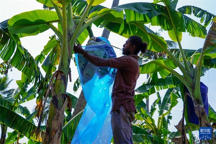 12月23日，在斯里蘭卡馬坎杜拉，農(nóng)民在香蕉試驗田里學(xué)習(xí)套袋技術(shù)。新華社記者 陳冬書 攝