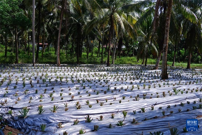 這是12月23日在斯里蘭卡馬坎杜拉拍攝的農(nóng)民里尚·普爾納的菠蘿田。新華社記者 陳冬書 攝