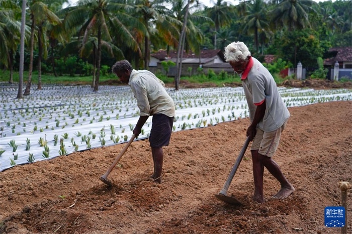 12月23日，斯里蘭卡馬坎杜拉的農(nóng)民在菠蘿田地里勞作。新華社記者 陳冬書 攝