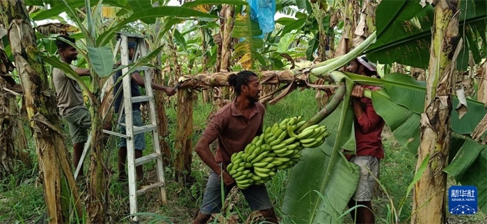 12月28日，在斯里蘭卡馬坎杜拉，當(dāng)?shù)剞r(nóng)民收獲香蕉。新華社發(fā)（中國、聯(lián)合國糧農(nóng)組織與斯里蘭卡南南合作項目專家組供圖）