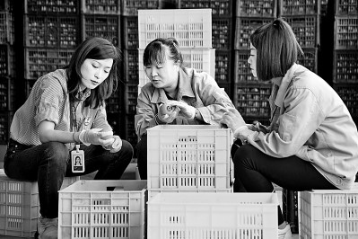 為拓展柿子產(chǎn)業(yè)發(fā)展新途徑，在陜西富平淡村鎮(zhèn)，歸國(guó)留學(xué)生王薇參與創(chuàng)建了一座柿酒酒莊。新華社發(fā)