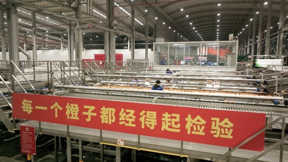 工人在智能生產(chǎn)線上對(duì)臍橙精深加工。人民網(wǎng)記者 張力洋攝