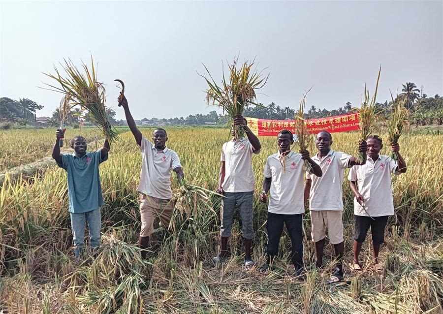 當?shù)卮迕裾故窘衲甑乃痉N植成果。中國援塞農(nóng)業(yè)專家組供圖