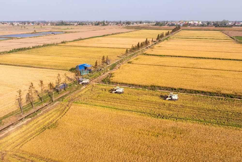 2024年11月1日，在湖南華容縣團(tuán)洲垸，村民駕駛收割機(jī)收獲水稻（無人機(jī)照片）。新華社記者陳思汗 攝