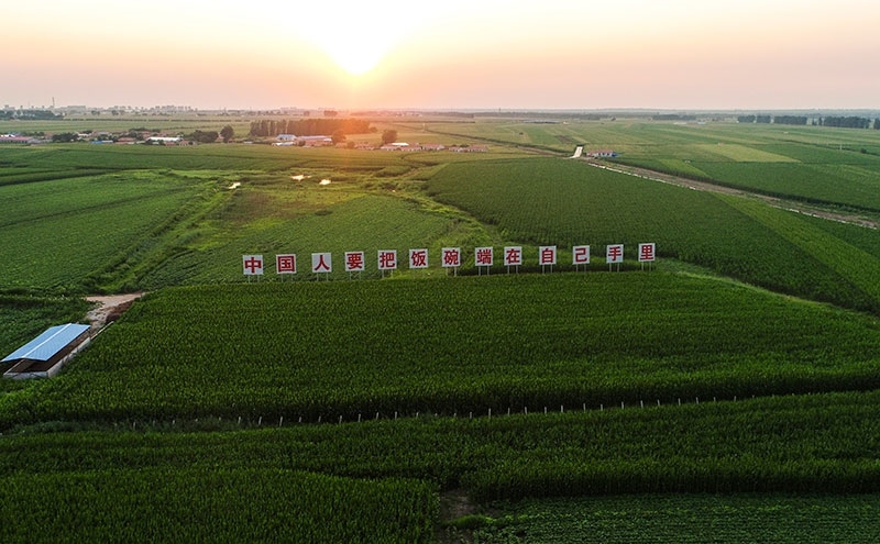 2020年7月23日拍攝的吉林省梨樹縣國家百萬畝綠色食品原料（玉米）標準化生產基地核心示范區(qū)（無人機照片）。新華社記者 許暢 攝