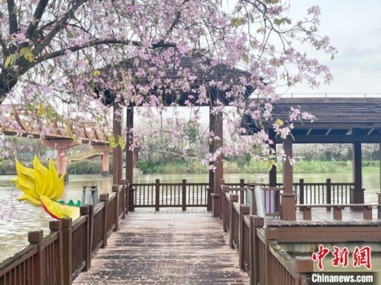 3月7日，廣州海珠國家濕地公園宮粉紫荊花海吸引游人。中新社記者 許青青 攝