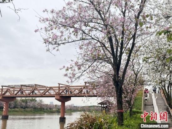 3月7日，廣州海珠國家濕地公園宮粉紫荊花海吸引游人。中新社記者 許青青 攝