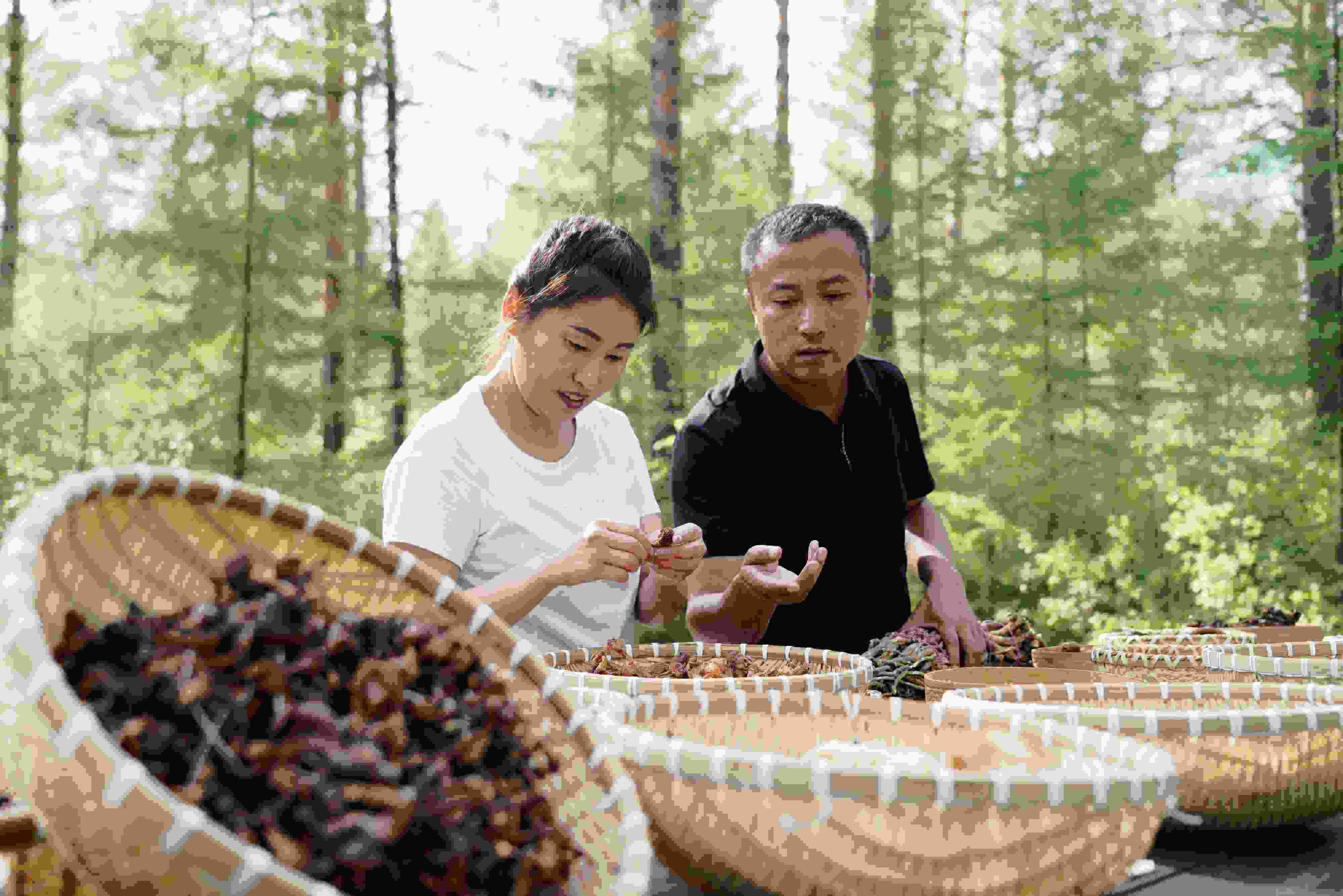 2024年8月6日，黑龍江漠河林場(chǎng)員工正在分揀采集來(lái)的林下產(chǎn)品。