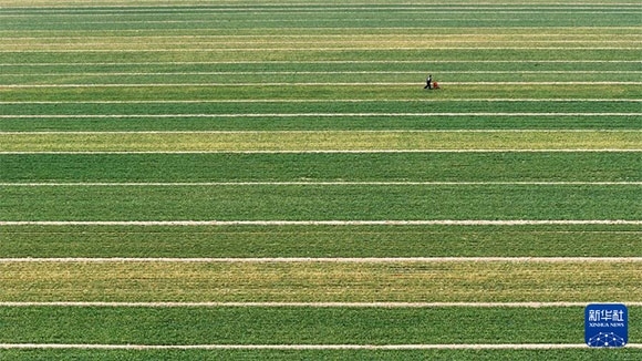 3月14日，在菏澤市鄆城縣潘渡鎮(zhèn)，農(nóng)民在麥田里施肥（無人機(jī)照片）。