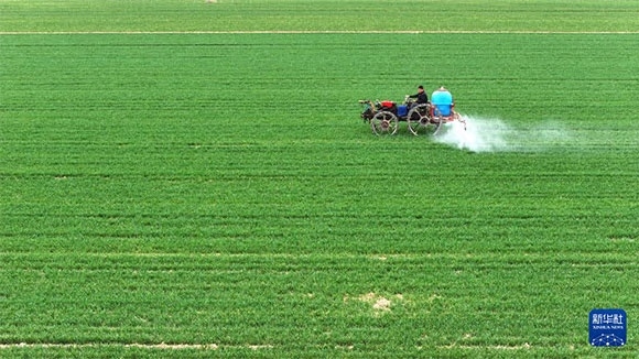 3月14日，在菏澤市鄆城縣郭屯鎮(zhèn)，農(nóng)民在麥田里噴灑除草劑（無人機(jī)照片）。