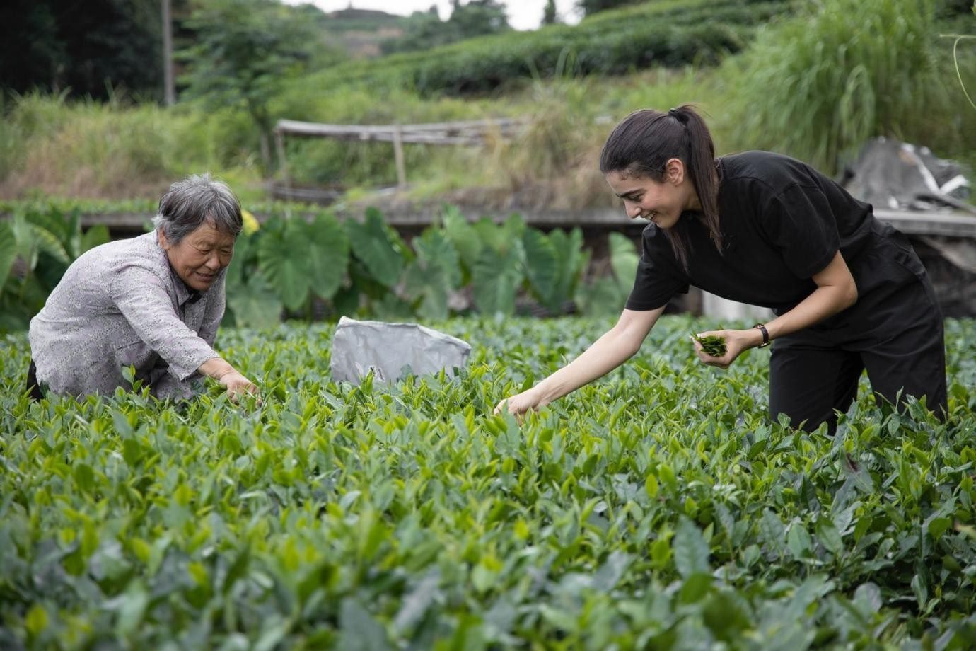 卡友琪在福建采茶。受訪者供圖