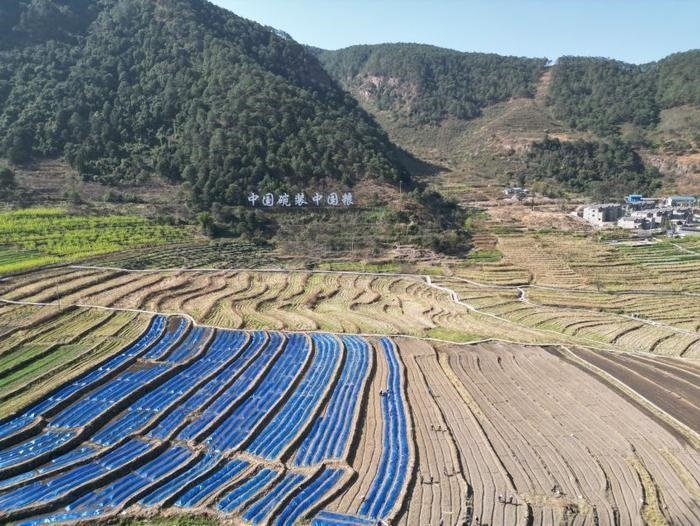 △近日，四川涼山一現(xiàn)代農(nóng)業(yè)園春耕育秧?yè)屴r(nóng)時(shí)。