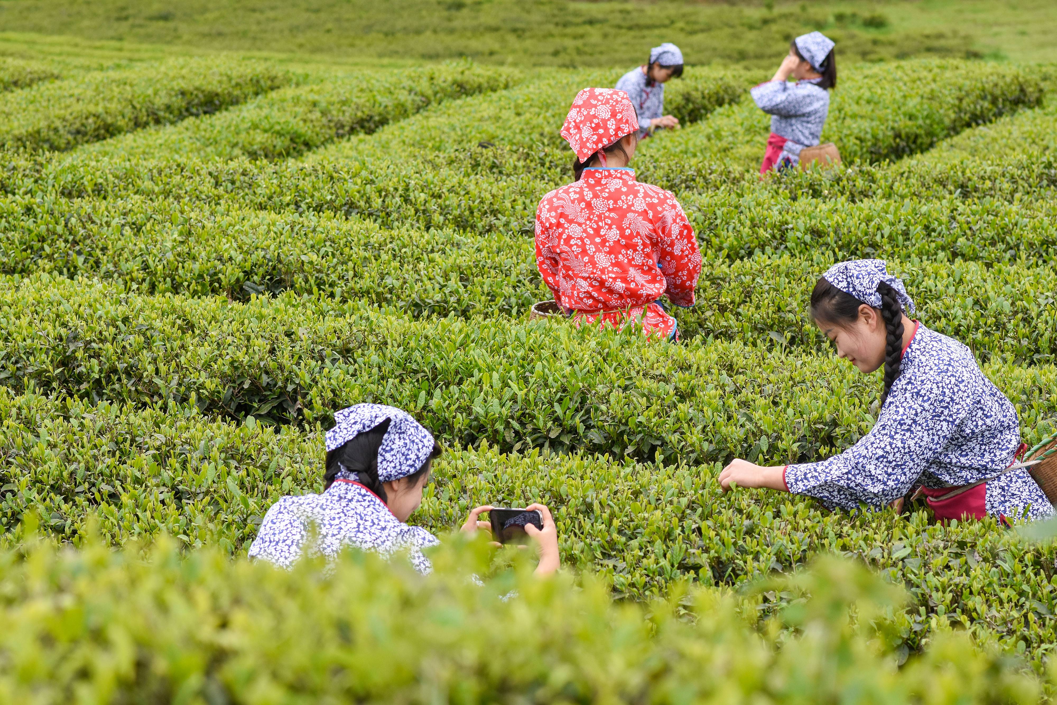 2023年4月6日，游客在貴州省銅仁市江口縣怒溪鎮(zhèn)駱象村生態(tài)茶園體驗(yàn)采茶樂(lè)趣。